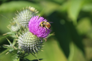 A bee and a hornet trying to pollinate the same purple blossom