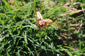 A closeup of a June bug on a green blade of grass