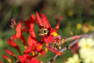 A honeybee pollinating a red pitcher type flower