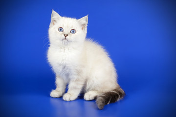 Scottish straight shorthair cat on colored backgrounds