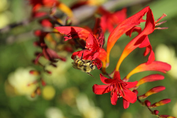 A honeybee pollinating a red pitcher type flower