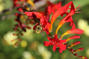 A honeybee pollinating a red pitcher type flower