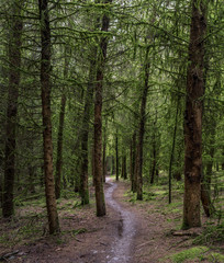 Fototapeta premium Winding Footpath through Green Forest of Trees covered in green moss.