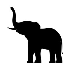 Fototapeta premium elephant with raised trunk
