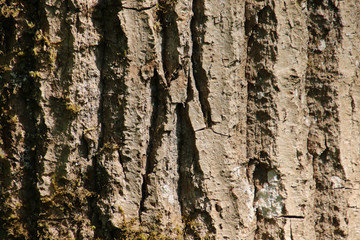 A wooden rough bark texture