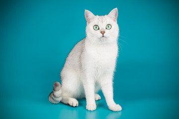 Obraz premium Scottish straight shorthair cat on colored backgrounds