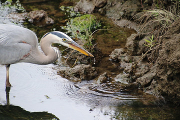 A closeup of a great blue heron head with a fish in its mouth