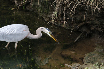 A great blue heron in a stream with a small fish