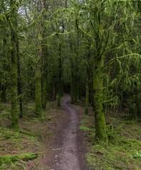 Fototapeta na wymiar Winding Footpath through Green Forest of Trees covered in green moss.