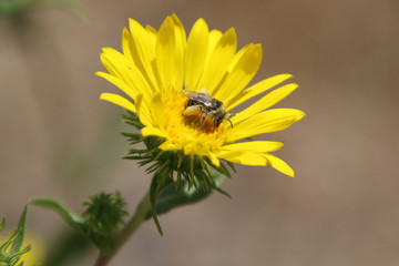 A bee pollinating a yellow flower