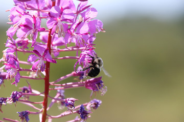 A bee pollinating a purple plant