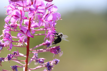 A bee pollinating a purple plant