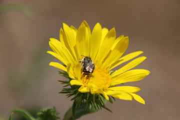 A bee pollinating a yellow flower
