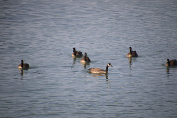 A flock of geese swimming in a lake