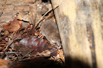 A shrew under the edge of a fallen log