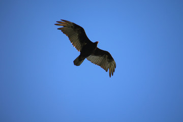 A turkey vulture flying above