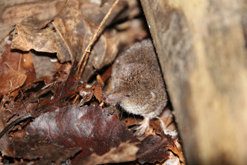A shrew under the edge of a fallen log