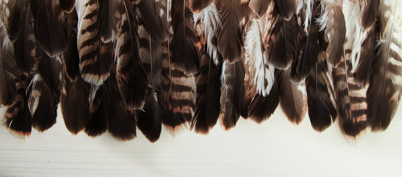 Feathers hawk - background of brown and speckled feathers, superimposed on each other.