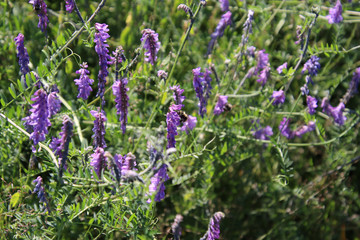 A bee pollinating a purple flower