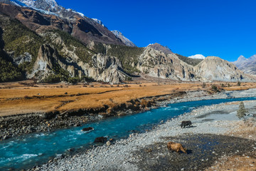 Yaks gazing in the Manang Valley, Annapurna Circuit Trek, Himalayas, Nepal. Dry landscape. Small stream of water. High altitude mountains around the valley. Beautiful and serene landscape.