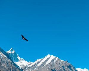 Hawk hunting above the Himalayas, Annapurna Circuit Trek, Nepal. The bird has the wings widely spread, looking for a pray. Snowy and steep mountain peaks below the bird. Stunning predator in action.