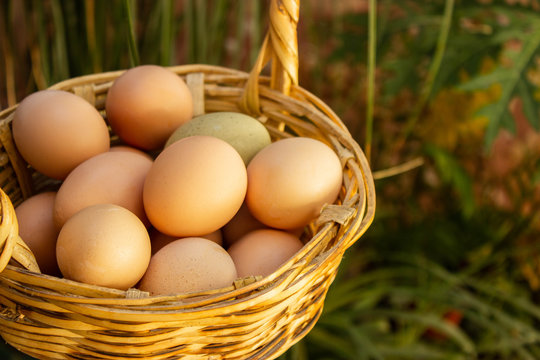 recipiente con huevos