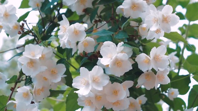 Jasmine flowers. Closeup of beautiful spring white flowers on green bush in city park.