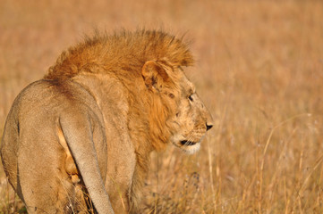 Close-up of male lion walking on the grass seen from behind. Masai Mara, Kenya, Africa
