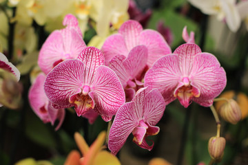 Lovely striped pink orchids.