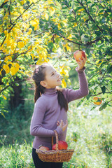 cute little girl gathers ripe apples in the autumn garden