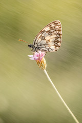 mariposas de cuadro para exposición colores sensaciones lluvia relajación