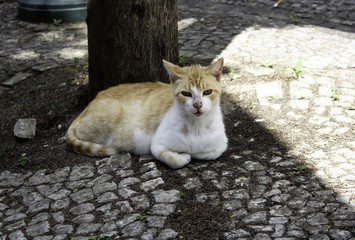 Cats abandoned street