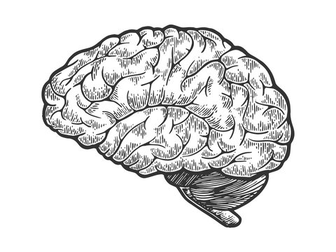 Human brain schematic vintage sketch engraving vector illustration. Scratch board style imitation. Black and white hand drawn image.