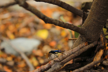 Insecto