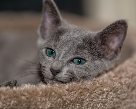 Russian Blue Kitten