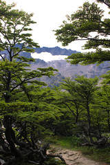 Bosque y glaciar