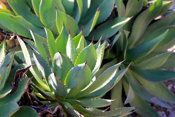Agave hybride (Cactus, succulent, plante grasse, agava) © Benoit M.