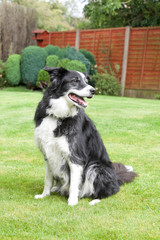 Border Collie