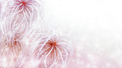 Plume plants covered with frost.  Winter background with copy space.