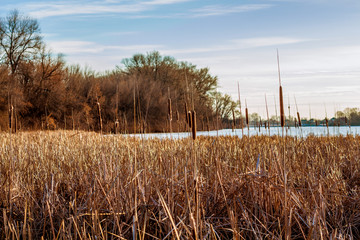 reeds in winter lake