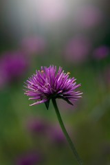 Obraz premium Purple flower