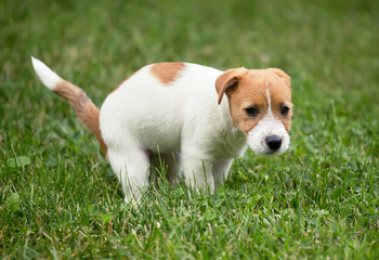 Cute jack russell pet dog puppy doing his toilet, pooping in the grass