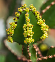 Close view of Transvaal candelabra tree, or bushveld candelabra euphorbia