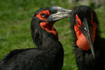 Calao Terrestre Sureño ( Bucorvus leadbeateri )​  Southern Ground Hornbill