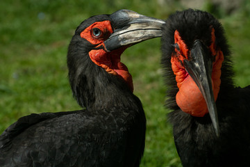 Calao Terrestre Sureño ( Bucorvus leadbeateri )​  Southern Ground Hornbill