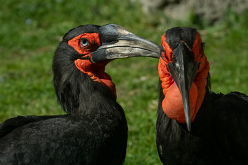 Calao Terrestre Sureño ( Bucorvus leadbeateri )​  Southern Ground Hornbill