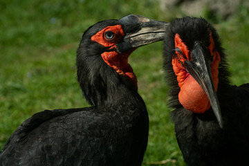 Obraz premium Calao Terrestre Sureño ( Bucorvus leadbeateri )​ Southern Ground Hornbill