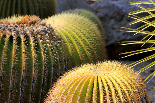 Echinocactus grusonii (Cactus, succulent, plante grasse, coussin de belle  mère) Stock Photo | Adobe Stock