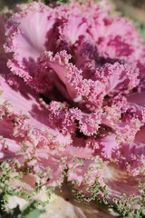 Beautiful decorative cauliflower.