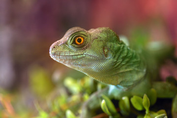 Basiliscus basiliscus,  Basiliscus plumifrons.  Closeup of the head of the green Basilisk Common, macro photography